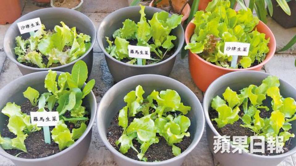 ■精神病人親手種出各種生菜。■沙田醫院復康花園的葡萄陸續成熟。朱家駿攝 ■精神病人親手種出各種生菜。■沙田醫院復康花園的葡萄陸續成熟。朱家駿攝