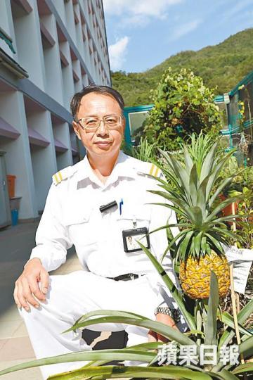 ■護士徐祐榮稱今年收割九個菠蘿大豐收。■園藝治療助院友改善社交技巧。醫院提供圖片 ■護士徐祐榮稱今年收割九個菠蘿大豐收。■園藝治療助院友改善社交技巧。醫院提供圖片