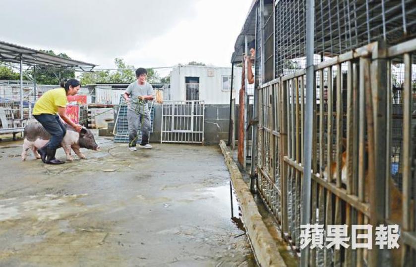 【見新鄰居】■兩度被逼遷的BuBu搬入犬舍,與狗友為鄰。 【見新鄰居】■兩度被逼遷的BuBu搬入犬舍,與狗友為鄰。