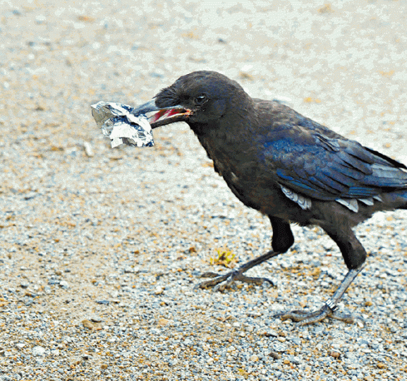 ■法國有主題公園訓練烏鴉執垃圾。