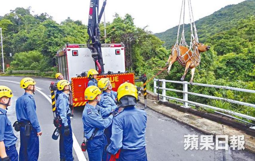 ■消防員用吊臂加繩網由山坡下吊起黃牛。劉永明攝■村民發現黃牛角纏繩,懷疑遭虐待。西貢護牛天使圖片 ■消防員用吊臂加繩網由山坡下吊起黃牛。劉永明攝■村民發現黃牛角纏繩,懷疑遭虐待。西貢護牛天使圖片