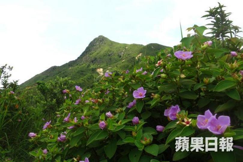 香港綠化和自然植被覆蓋率佔陸地總面積78%，住宅用地不到7%，商業用地更少於0.5%。　資料圖片