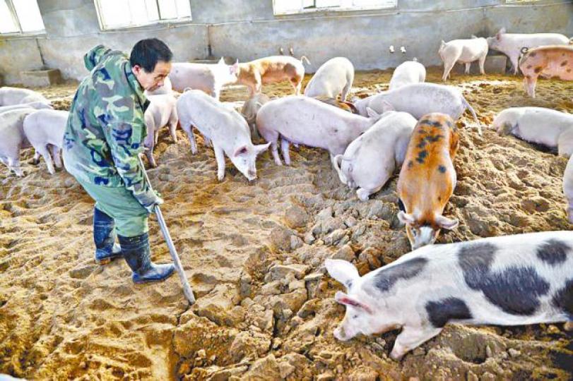 中國多省近來爆發非洲豬瘟。資料圖片 中國多省近來爆發非洲豬瘟。資料圖片