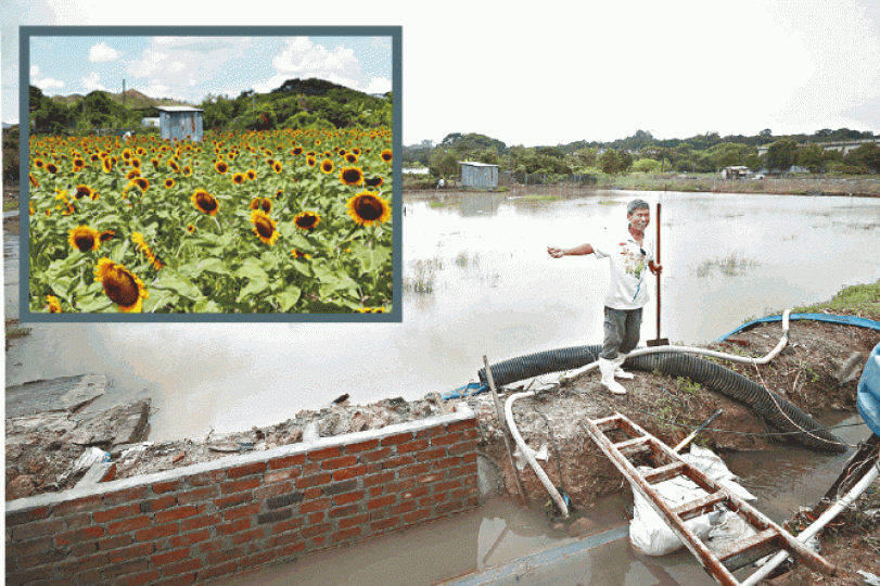 【新田】花農梁日信種植的向日葵在5月盛開(小圖),如今遭洪水淹沒。何家達攝 【新田】花農梁日信種植的向日葵在5月盛開(小圖),如今遭洪水淹沒。何家達攝