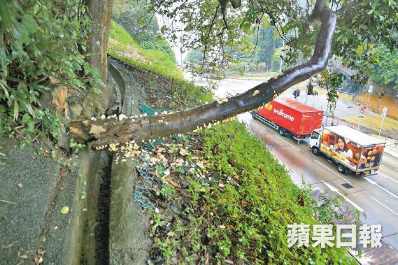 【柴 灣】斜坡上一棵受真菌感染大樹主幹已斷,僅餘約1米樹幹擱在斜坡邊緣「吊吊揈」。徐雲庭攝【東 涌】富東商場公園一棵細葉榕主幹大量長菇(圖),隨時塌下壓傷乘涼市民。【赤 柱】細葉榕大面積腐爛,樹木登記冊卻指其健康狀況好。 【柴 灣】斜坡上一棵受真菌感染大樹主幹已斷,僅餘約1米樹幹擱在斜坡邊緣「吊吊揈」。徐雲庭攝【東 涌】富東商場公園一棵細葉榕主幹大量長菇(圖),隨時塌下壓傷乘涼市民。【赤 柱】細葉榕大面積腐爛,樹木登記冊卻指其健康狀況好。