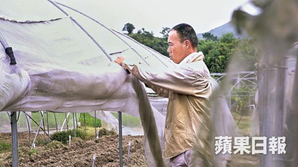 農夫黃如榮昨收起紗網降低受風面積,冀減少損失。彭志行攝 農夫黃如榮昨收起紗網降低受風面積,冀減少損失。彭志行攝