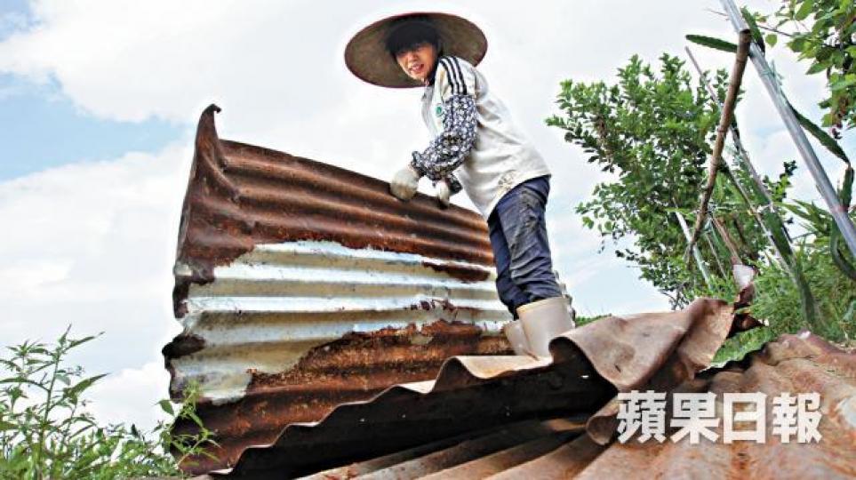 在燕崗村開設有機農場的娣姐將鐵皮收起,以免被強風吹走。張 軍攝 在燕崗村開設有機農場的娣姐將鐵皮收起,以免被強風吹走。張 軍攝