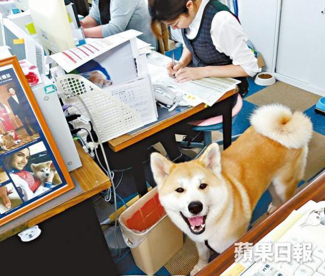 秋田犬保存會辦公室有秋田犬「駐場」。大館市火車站外的忠犬八公像。秋田市火車站附近的「秋田犬交流站」。