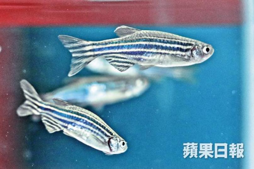 斑馬魚