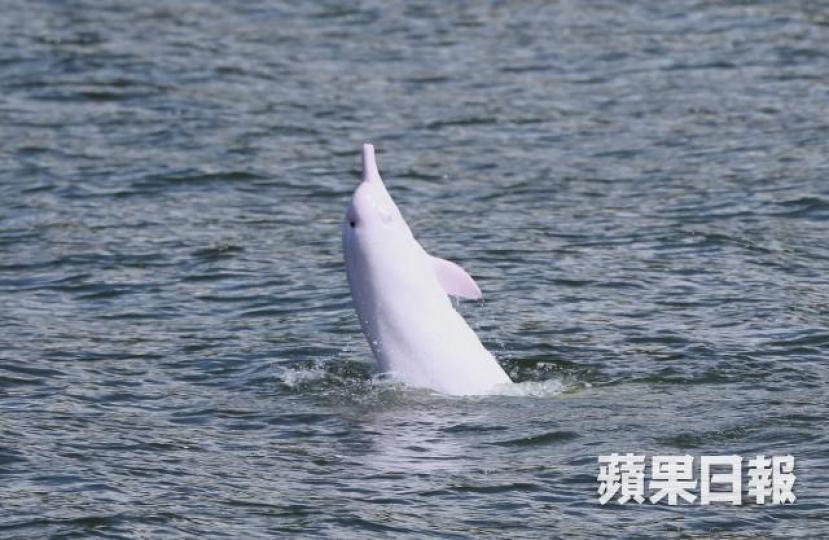 中華白海豚 中華白海豚