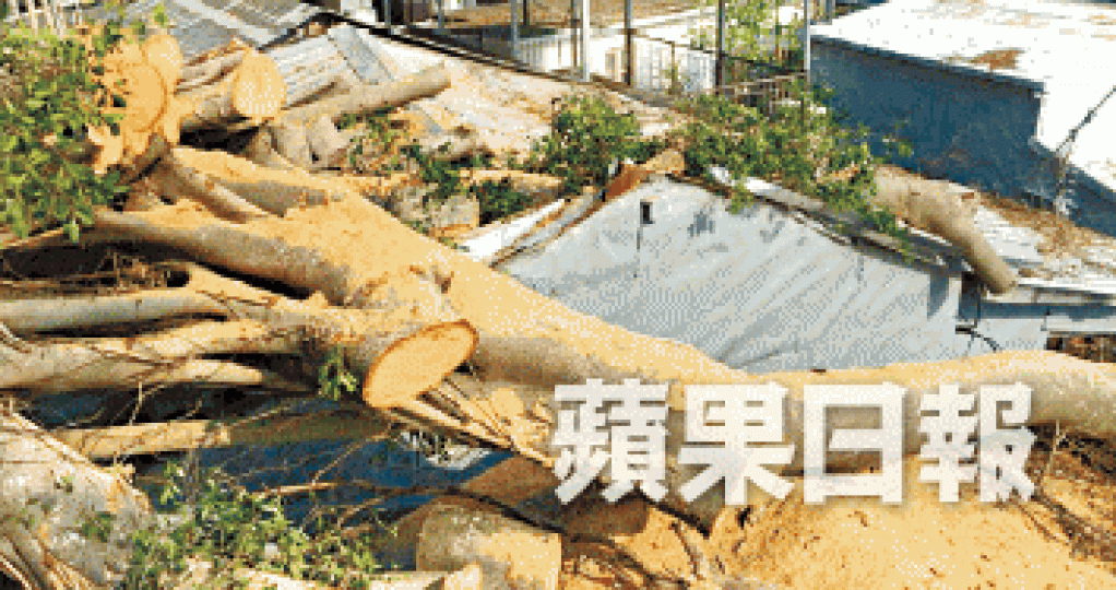 大樹樹幹和斷枝一直壓在兩屋屋簷上,在災後一直無人清理。 大樹樹幹和斷枝一直壓在兩屋屋簷上,在災後一直無人清理。