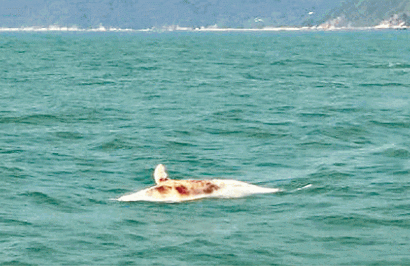 早前機場北面海面發現白海豚屍體,令人關注是否與三跑工程有關。地政總署測繪處2015年拍攝的高空圖,可見人工島南方冒出黃泥水。 早前機場北面海面發現白海豚屍體,令人關注是否與三跑工程有關。地政總署測繪處2015年拍攝的高空圖,可見人工島南方冒出黃泥水。