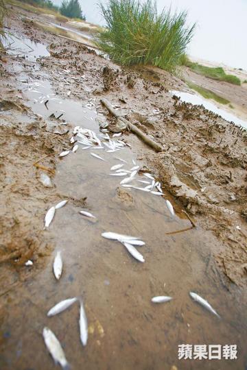 下白泥一條通往后海灣的河道上,昨發現有大量死魚漂浮。張柏基攝捕魚工具「蛇籠」破壞海洋生態,但在港未有監管。 下白泥一條通往后海灣的河道上,昨發現有大量死魚漂浮。張柏基攝捕魚工具「蛇籠」破壞海洋生態,但在港未有監管。