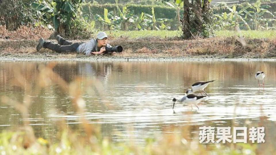 生態攝影師黃遂心為捕捉米埔候鳥最精采畫面，趴在泥地守候半小時。許頌明攝黃遂心背負10多公斤的器材仍然步履輕盈。許頌明攝黃遂心大學畢業作《白海豚失樂園》紀錄中華白海豚的生存困境。紀錄片記述大小船隻駛經白海豚棲息水域。