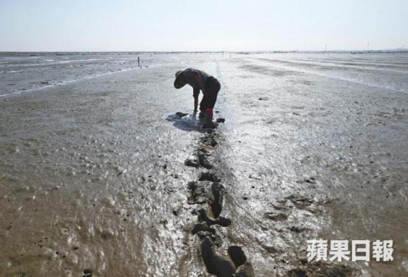 離肖厝村近20公里的山腰灣沿岸養殖場也遭受炭九污染。 離肖厝村近20公里的山腰灣沿岸養殖場也遭受炭九污染。