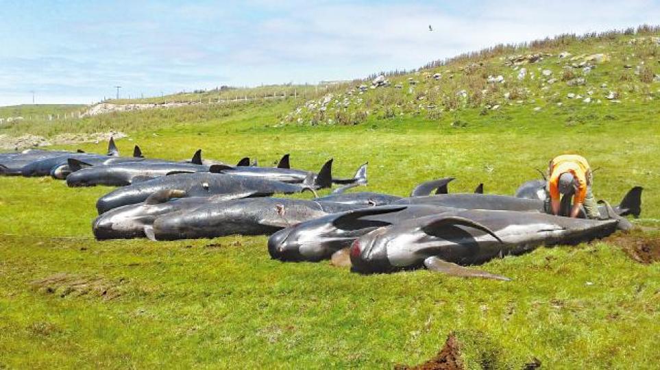 51條領航鯨陳屍漢森灣海岸。路透社 51條領航鯨陳屍漢森灣海岸。路透社