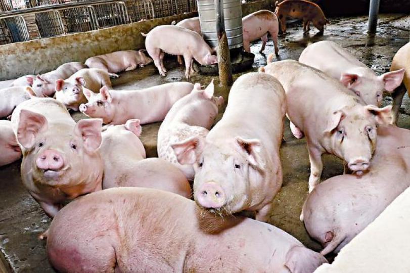 本地豬場加強衞生措施防範豬瘟。 本地豬場加強衞生措施防範豬瘟。