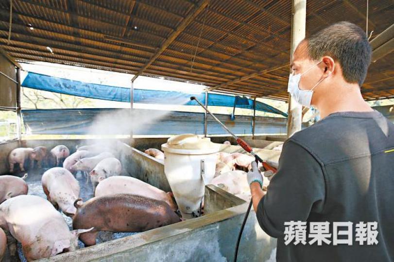 【勤消毒】尹偉明的豬場增加消毒次數至每周三次。張志華攝【餵粟米】豬場以粟米及黃豆粉餵飼,成本較豬餿高。 【勤消毒】尹偉明的豬場增加消毒次數至每周三次。張志華攝【餵粟米】豬場以粟米及黃豆粉餵飼,成本較豬餿高。