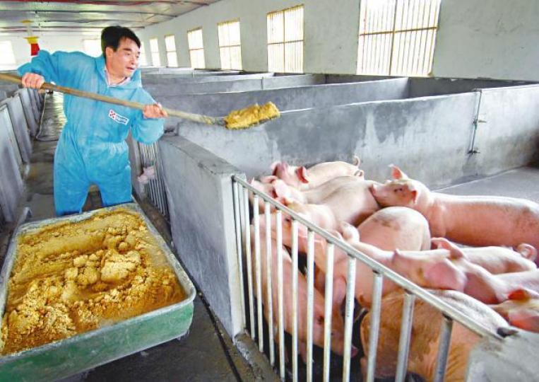 內地加強檢測出口的豬飼料。