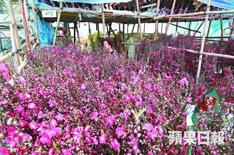 不少桃花受天氣和暖影響,未到年三十已開花。何家達攝桃花大王劉海濤一班理大生開檔起名為「傻豬黎嘅」,主打自家設計T恤和毛巾。 不少桃花受天氣和暖影響,未到年三十已開花。何家達攝桃花大王劉海濤一班理大生開檔起名為「傻豬黎嘅」,主打自家設計T恤和毛巾。