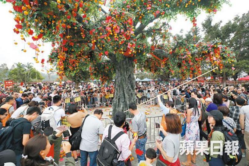 林村仿真許願樹日前遭扯斷枝幹後,主辦單位將樹下圍封,工作人員用長棒將跌下的寶牒勾回。謝榮耀攝女童拋寶牒時一臉興奮。仿真許願樹年初二遭遊人扯斷枝幹。 林村仿真許願樹日前遭扯斷枝幹後,主辦單位將樹下圍封,工作人員用長棒將跌下的寶牒勾回。謝榮耀攝女童拋寶牒時一臉興奮。仿真許願樹年初二遭遊人扯斷枝幹。
