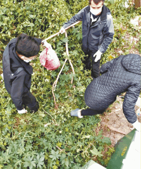 警方在草叢起出一具用紅色膠袋包着的男嬰遺體。 警方在草叢起出一具用紅色膠袋包着的男嬰遺體。