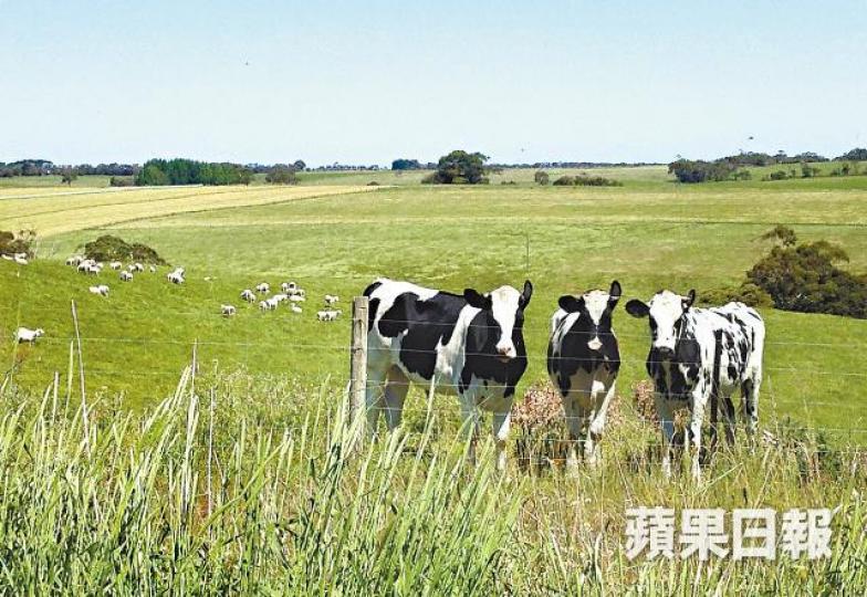 平保話用「牲畜識別」技術,可以對奶牛的花紋進行識別。 平保話用「牲畜識別」技術,可以對奶牛的花紋進行識別。