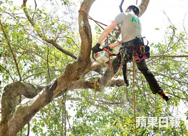 樹藝行業人手短缺，當局計劃提供資助鼓勵年輕人入行。資料圖片