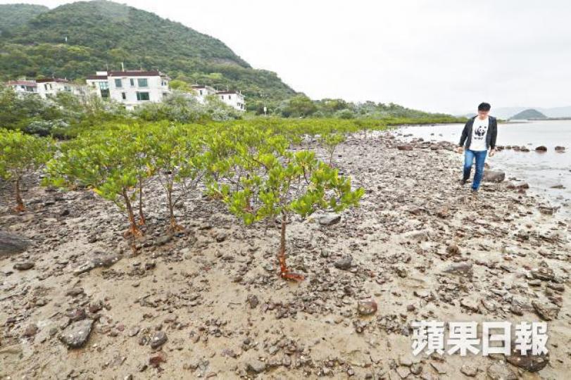 企嶺下岸邊泥灘上的紅樹林，品種屬全港最豐富。資料圖片