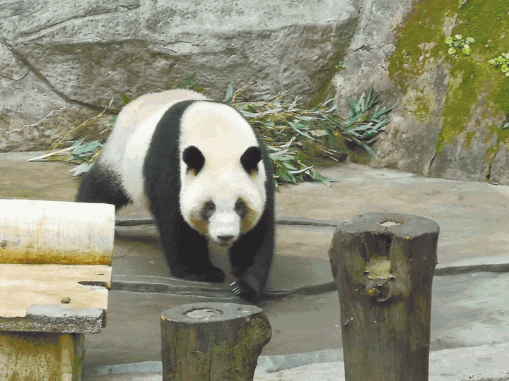重慶動物園將贈送一對熊貓予高雄,大陸被指對台展熊貓統戰。台灣《蘋果日報》 重慶動物園將贈送一對熊貓予高雄,大陸被指對台展熊貓統戰。台灣《蘋果日報》
