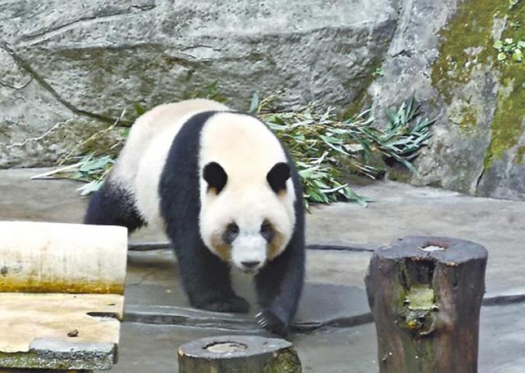潘恆旭的facebook日前貼出疑將贈送高雄的大熊貓照。 潘恆旭的facebook日前貼出疑將贈送高雄的大熊貓照。
