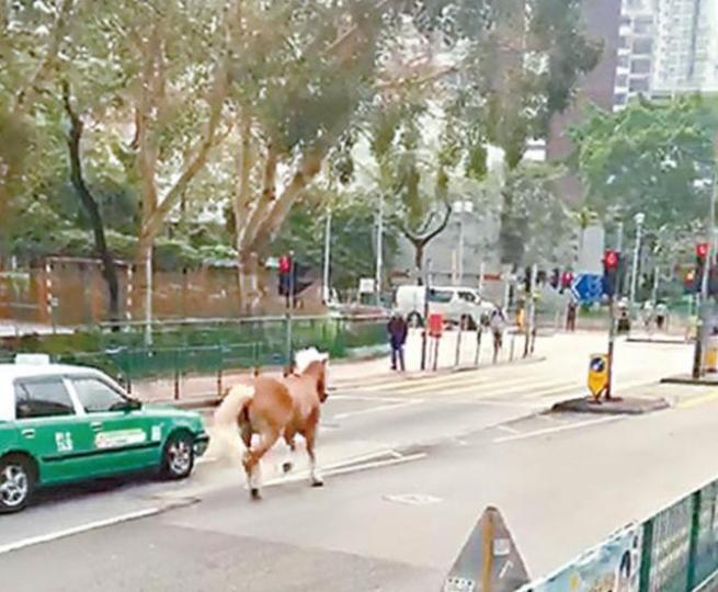 小馬於馬路慢跑,超越途經的一輛的士。讀者提供圖片栗色小馬在馬路跑了10分鐘。 小馬於馬路慢跑,超越途經的一輛的士。讀者提供圖片栗色小馬在馬路跑了10分鐘。