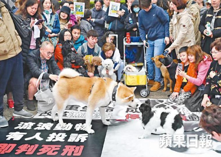 不少市民昨帶同寵物狗參與「反撲殺遊行」。朱永倫攝遊行隊伍昨行經灣仔,到中環遮打花園集會。 不少市民昨帶同寵物狗參與「反撲殺遊行」。朱永倫攝遊行隊伍昨行經灣仔,到中環遮打花園集會。