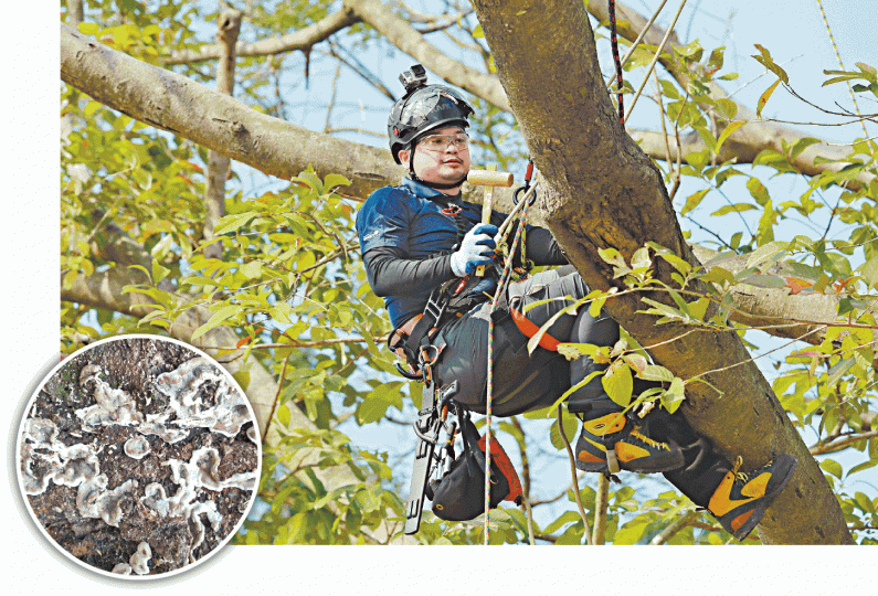 樹藝師兼攀樹師馬經倫指,如懷疑樹窿傷口受真菌感染(圓圖),可用鎚敲擊評估其空心程度。 樹藝師兼攀樹師馬經倫指,如懷疑樹窿傷口受真菌感染(圓圖),可用鎚敲擊評估其空心程度。