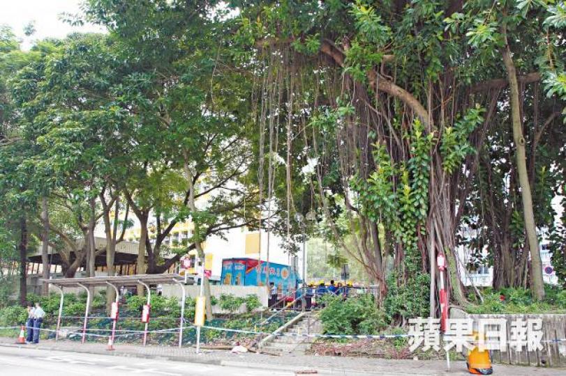 一名途人去年遭印度橡樹塌下的樹椏擊中頭部不治,事後政府被炮轟管理不善。 一名途人去年遭印度橡樹塌下的樹椏擊中頭部不治,事後政府被炮轟管理不善。
