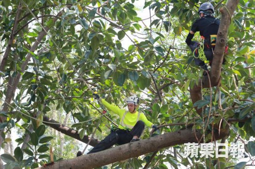 劉俊杰(左)目前在一間樹藝公司任職助理,首要工作是辨認樹木及練習攀樹。梁瑞帆攝 劉俊杰(左)目前在一間樹藝公司任職助理,首要工作是辨認樹木及練習攀樹。梁瑞帆攝