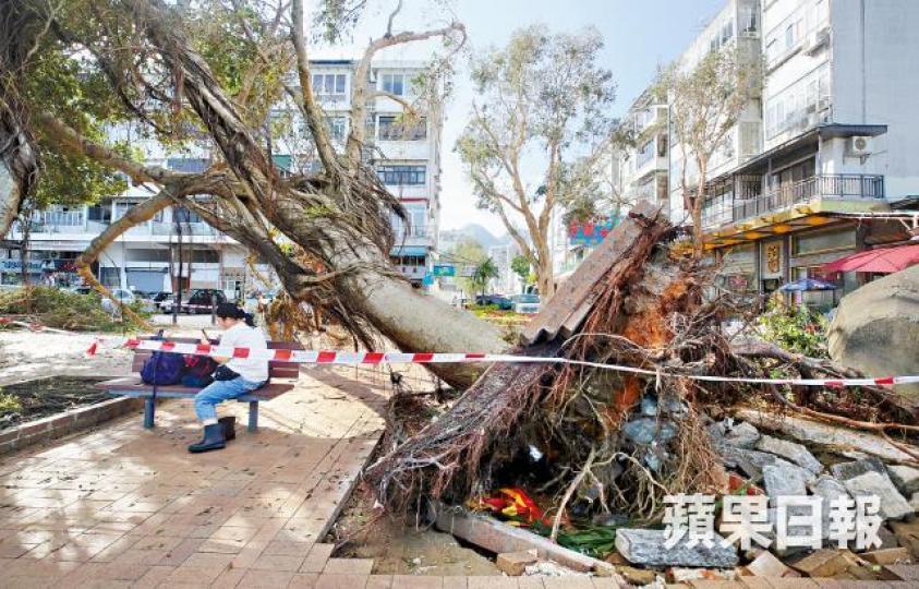 「盆景樹」樹根較短無法抓實泥土,釀成去年山竹吹襲時大批樹木倒塌。詹志勇 「盆景樹」樹根較短無法抓實泥土,釀成去年山竹吹襲時大批樹木倒塌。詹志勇