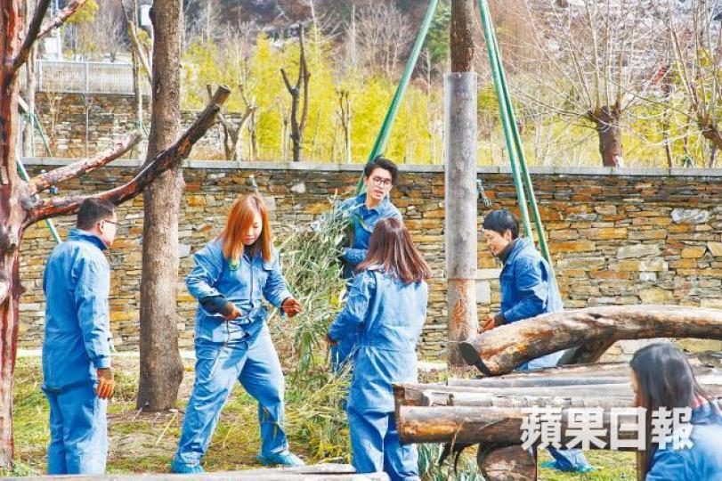 遊客可到神樹坪基地當義工,一嘗清理熊貓房間。張柏基攝 遊客可到神樹坪基地當義工,一嘗清理熊貓房間。張柏基攝