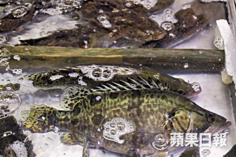 小童或孕婦如進食28克、約三湯匙的問題桂花魚,已超出每日容許攝取量。 小童或孕婦如進食28克、約三湯匙的問題桂花魚,已超出每日容許攝取量。