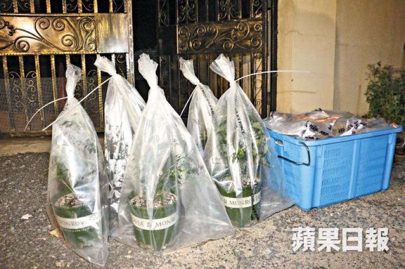 警方當日在村屋撿獲1,600株大麻植物。 警方當日在村屋撿獲1,600株大麻植物。