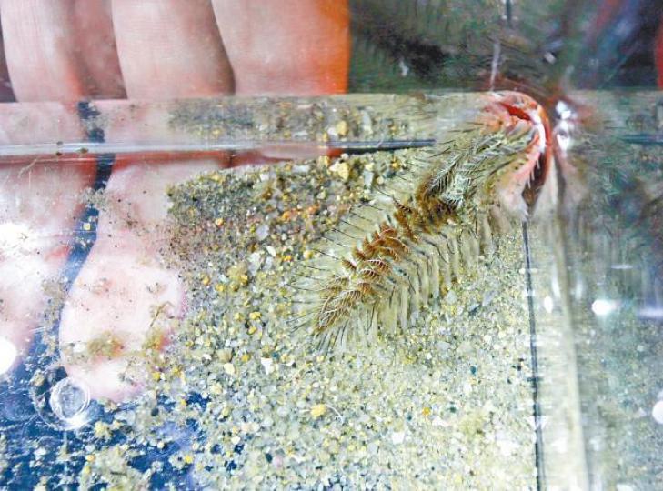 海毛蟲背部滿佈針刺狀剛毛。資料圖片 海毛蟲背部滿佈針刺狀剛毛。資料圖片