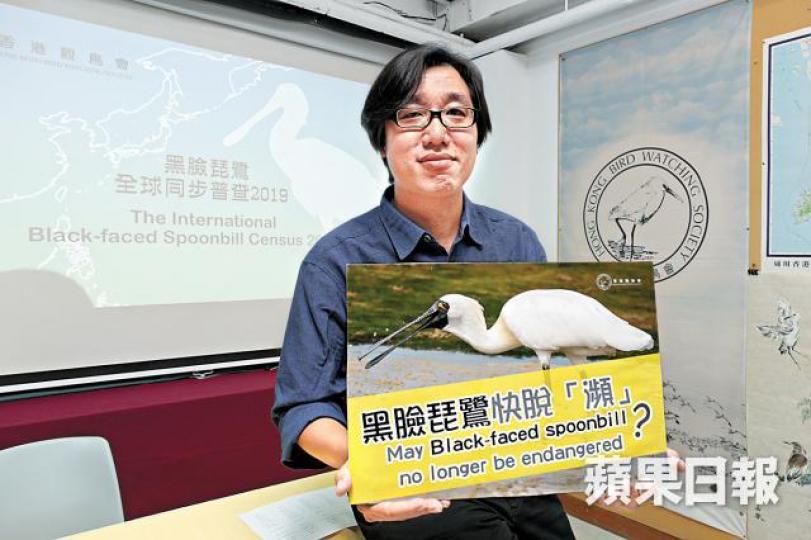 余日東普查發現383隻黑臉琵鷺在后海灣棲息。香港觀鳥會圖片 余日東普查發現383隻黑臉琵鷺在后海灣棲息。香港觀鳥會圖片