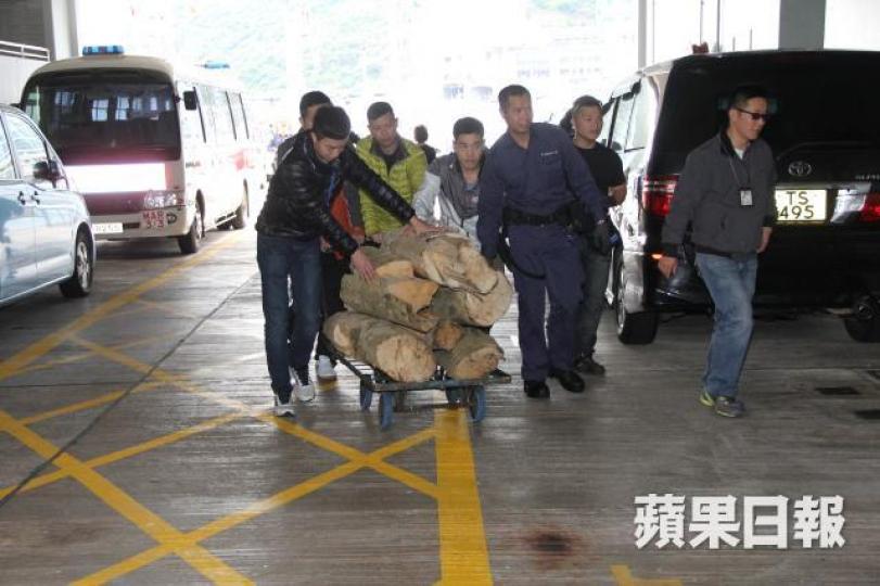 2016年1月,警方拘捕五名涉斬土沉香樹的內地漢,撿獲150公斤土沉香,市值約150萬元。資料圖片
2016年1月,警方拘捕五名涉斬土沉香樹的內地漢,撿獲150公斤土沉香,市值約150萬元。資料圖片