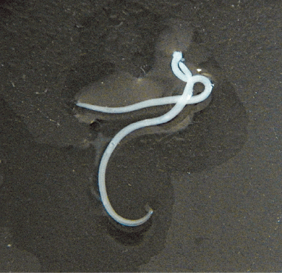 海獸胃線蟲 海獸胃線蟲