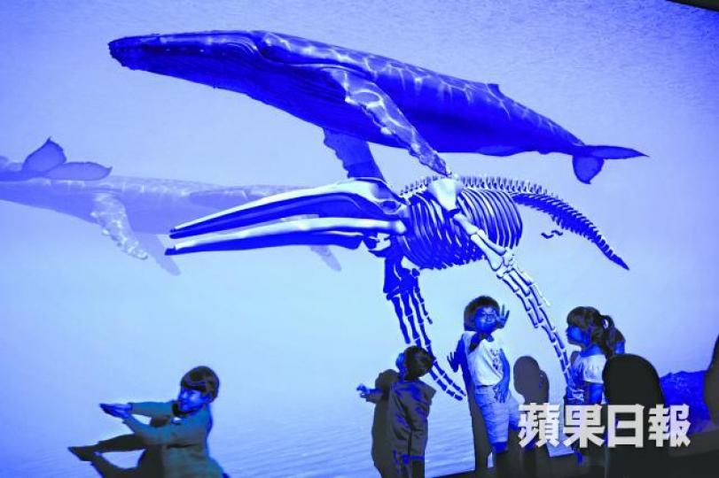 「Free D鯨豚互動展」為全港首次「冇動物」的動物展覽。李潤芳攝 「Free D鯨豚互動展」為全港首次「冇動物」的動物展覽。李潤芳攝