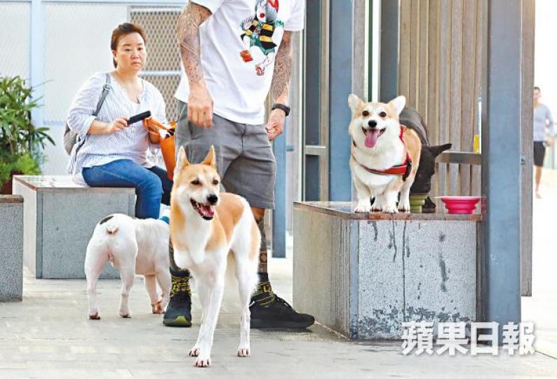 政府擬修例保護動物,防止牠們受不人道對待。黃耀興攝鄺俊宇 政府擬修例保護動物,防止牠們受不人道對待。黃耀興攝鄺俊宇