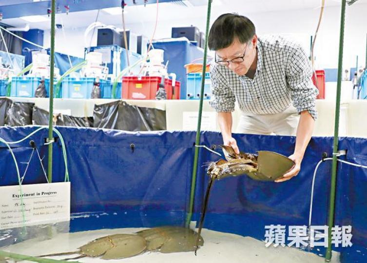 張肇堅擔心馬蹄蟹數量越少,越容易被包裝成珍品桌上鮮。城大設有實驗室,研究及繁殖馬蹄蟹。夏家朗攝 張肇堅擔心馬蹄蟹數量越少,越容易被包裝成珍品桌上鮮。城大設有實驗室,研究及繁殖馬蹄蟹。夏家朗攝