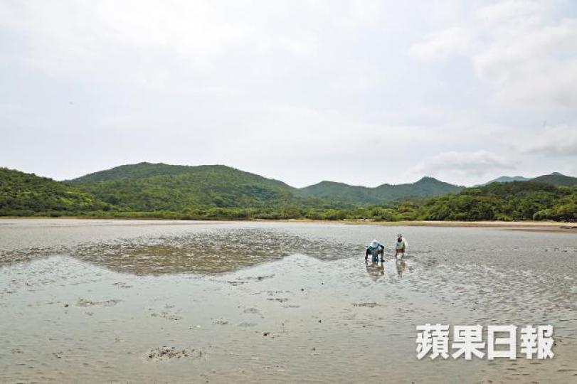 本港大嶼山的散頭灣、水口、元朗下白泥和白泥均可找到中國鱟。陳善南攝馬蹄蟹在實驗室環境僅可飼養至兩歲多。香港有中學繁殖馬蹄蟹並放歸野外,為增加馬蹄蟹數目出一分力。梁志永攝現時本港野外共有數千隻年幼馬蹄蟹,但要成長至10歲以上,才有繁殖能力。 本港大嶼山的散頭灣、水口、元朗下白泥和白泥均可找到中國鱟。陳善南攝馬蹄蟹在實驗室環境僅可飼養至兩歲多。香港有中學繁殖馬蹄蟹並放歸野外,為增加馬蹄蟹數目出一分力。梁志永攝現時本港野外共有數千隻年幼馬蹄蟹,但要成長至10歲以上,才有繁殖能力。