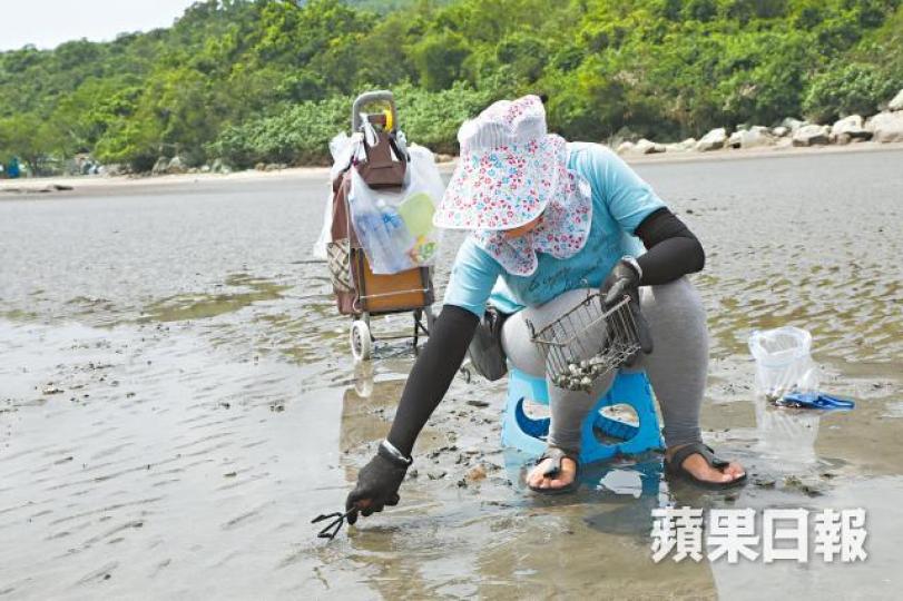 掘蜆者翻動泥土,影響生物生活,對馬蹄蟹棲息帶來傷害。 掘蜆者翻動泥土,影響生物生活,對馬蹄蟹棲息帶來傷害。