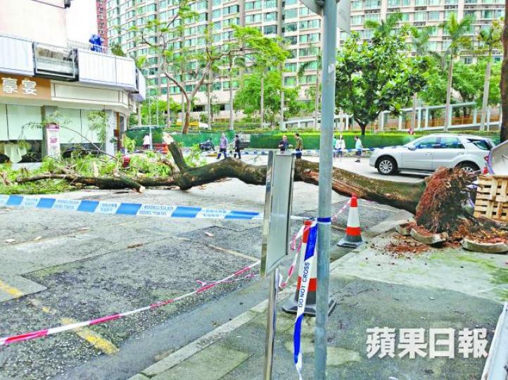 大樹連根拔起倒塌。溫文學攝女途人(圓圖)被倒塌大樹擊中頭部,由救護員送院治理。讀者提供圖片 大樹連根拔起倒塌。溫文學攝女途人(圓圖)被倒塌大樹擊中頭部,由救護員送院治理。讀者提供圖片